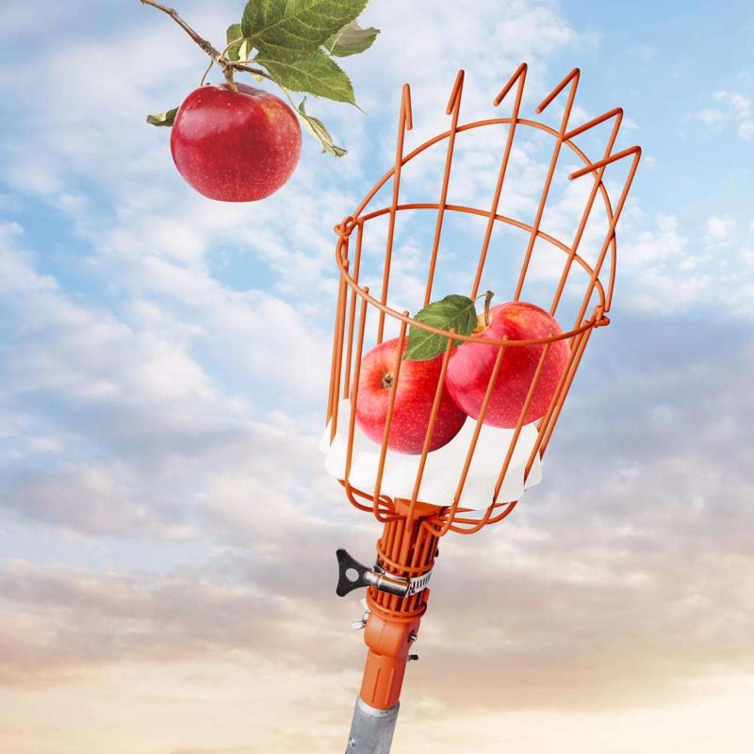 EZ Smart Tools 13 In. Steel Fruit Picker 5 EZ Smart Tools 13 In. Steel Fruit Picker - Image 5